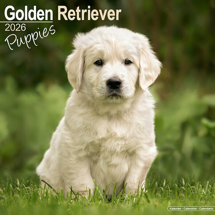 Calendrier Mural Chiot Golden Retriever 2026