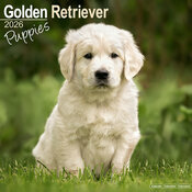 Calendrier Mural Chiot Golden Retriever 2025