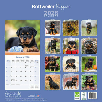 Calendrier 2025 Chiots Rottweiler