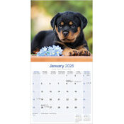 Calendrier Bb Rottweiler 2025