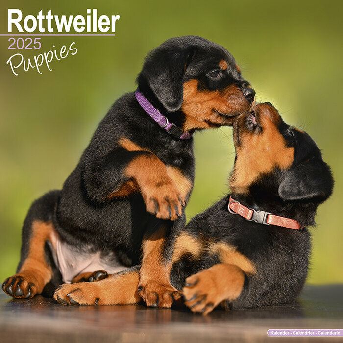 Calendrier Couple de Chiots Rottweiler 2025
