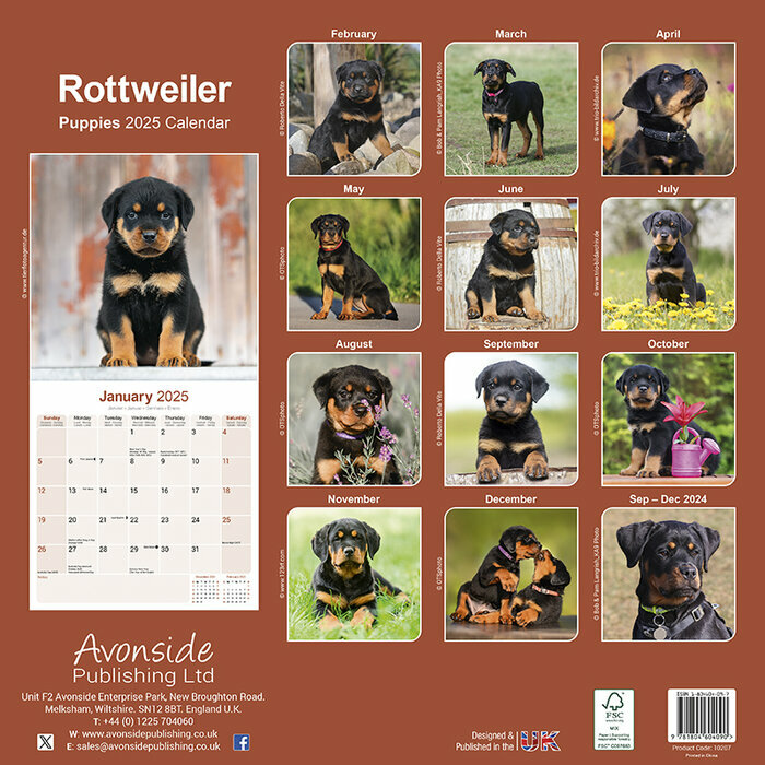 Calendrier Mural 2025 Chiots Rottweiler
