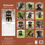 Calendrier Mural 2025 Chiots Rottweiler