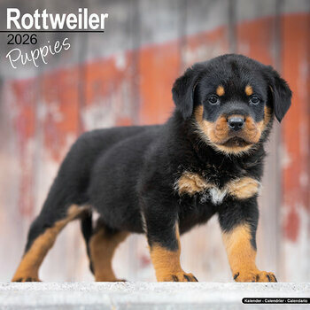 Calendrier 2025 Chiots Rottweiler