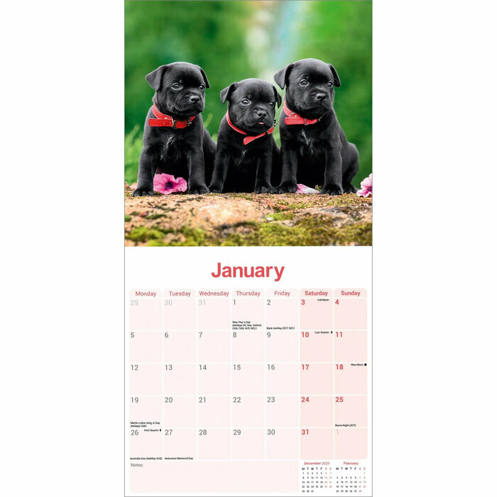 Calendrier Mural Staffie bull 2026