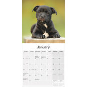 Calendrier Chiot Staffordshire Bull Terrier 2025