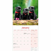 Calendrier Mural Staffie bull 2026