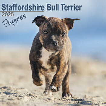 Calendrier 2025 Chiots Staffordshire Bull Terrier