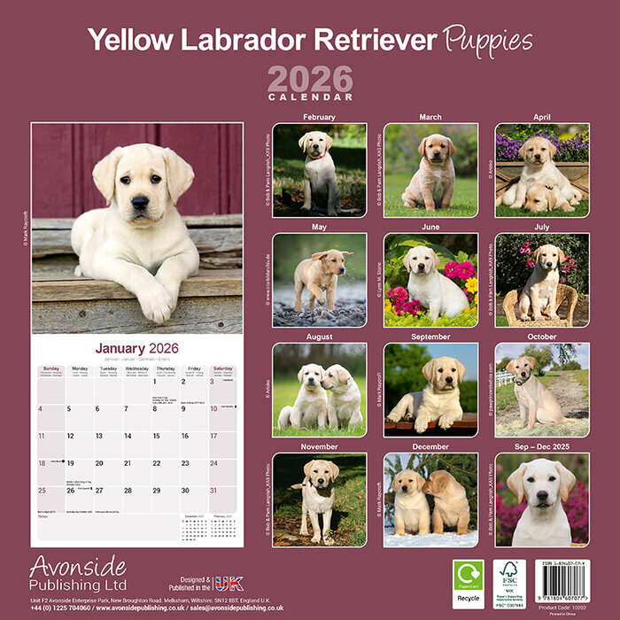 Calendrier mural Labrador Chiot 2026