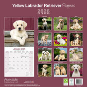 Calendrier Mural Labrador Chiot Sables 2025