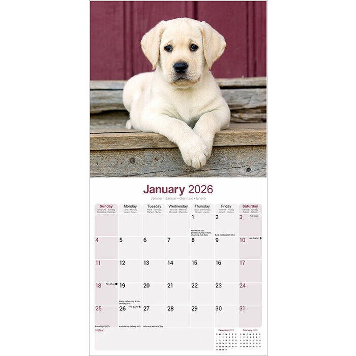 Calendrier papier Labrador Chiot 2026