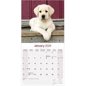 Calendrier papier Labrador Chiot 2026