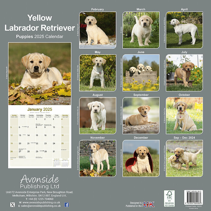 Calendrier Mural Labrador Chiot Sables 2025