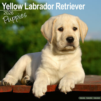 Calendrier 2025 Chiots Labrador Retriever Sable