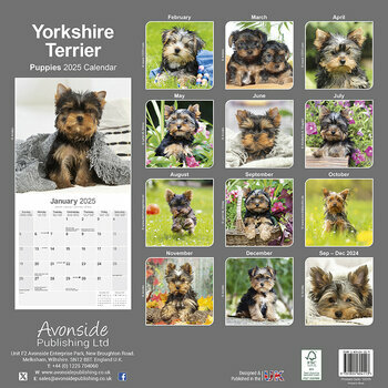 Calendrier 2025 Chiots Yorkshire Terrier