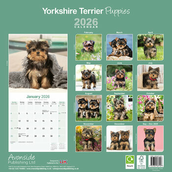 Calendrier 2025 Chiots Yorkshire Terrier