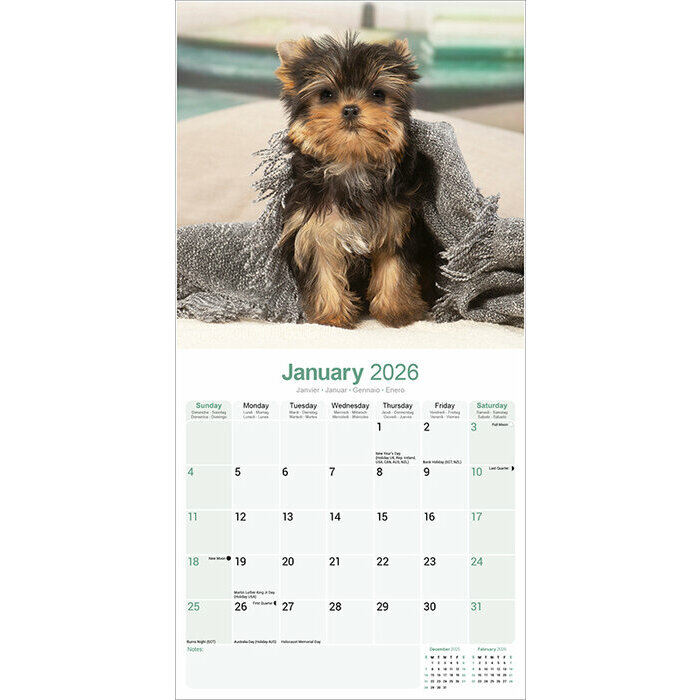 Calendrier chien Yorkshire 2026