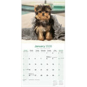 Calendrier chien Yorkshire 2026