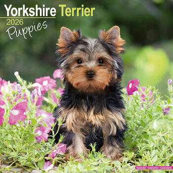 Calendrier 2025 Chiots Yorkshire Terrier