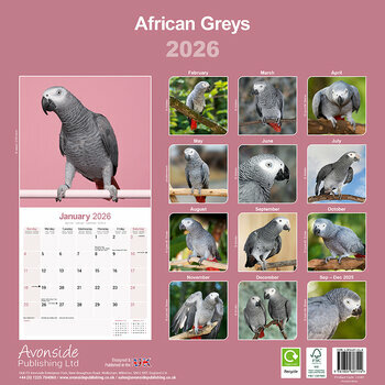 Calendrier 2025 Perroquet Gris du Gabon