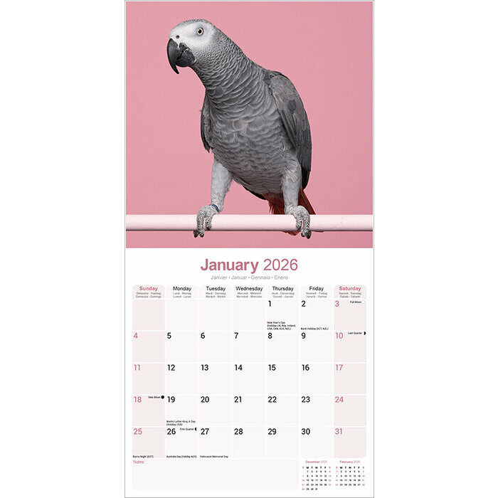 Calendrier papier Perroquet Gris du Gabon 2026