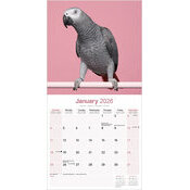 Calendrier papier Perroquet Gris du Gabon 2026