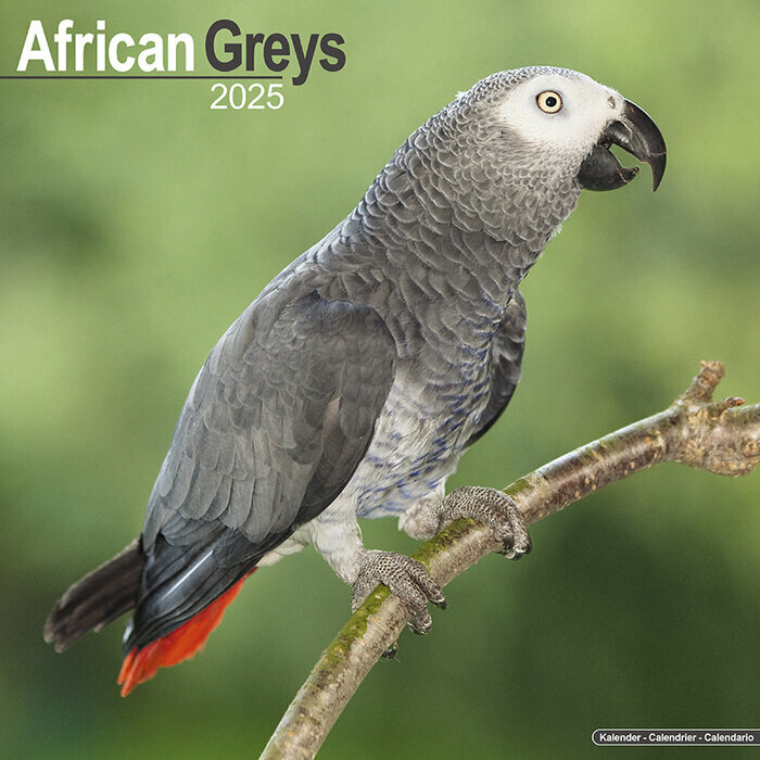 Calendrier Mural Perroquet Gris du Gabon 2025
