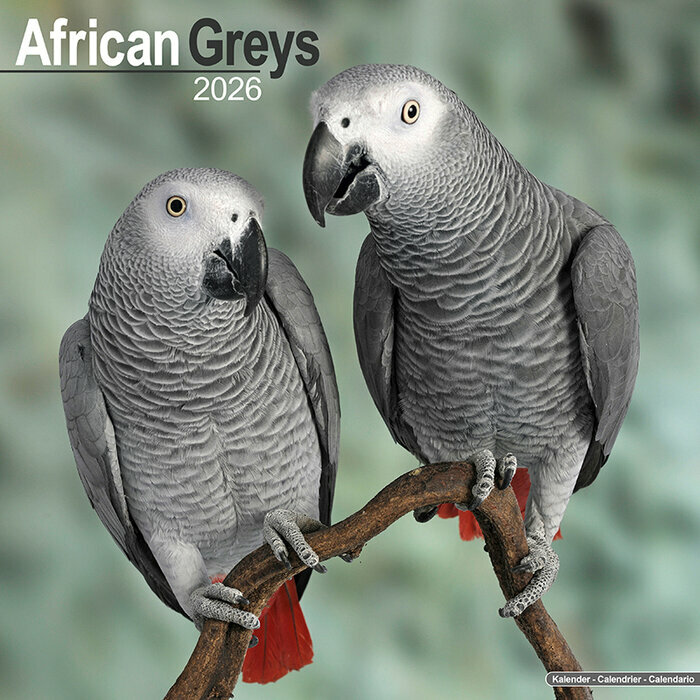 Calendrier Mural Perroquet Gris du Gabon 2026