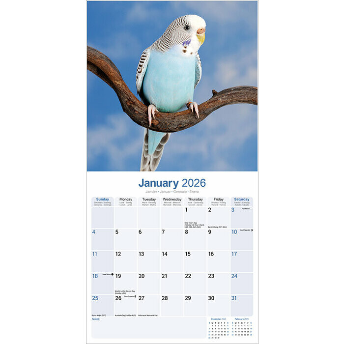 Calendrier Perruche 2025 Oiseaux Belu et vert