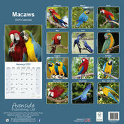 Calendrier Mural Ara Perrquet Multicolores 2025