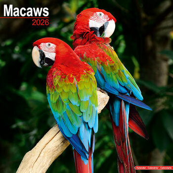 Calendrier 2025 Perroquet Ara Macaw