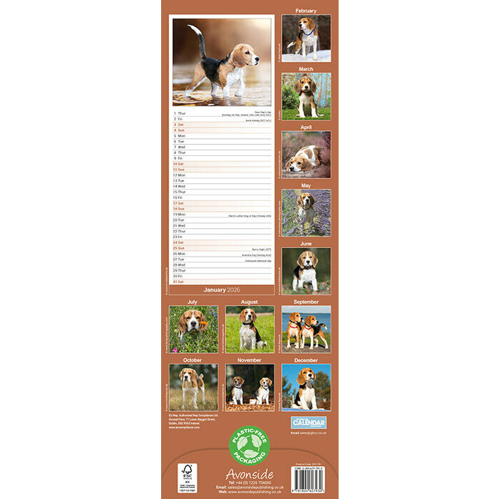 Calendrier Etroit 2026 Beagle