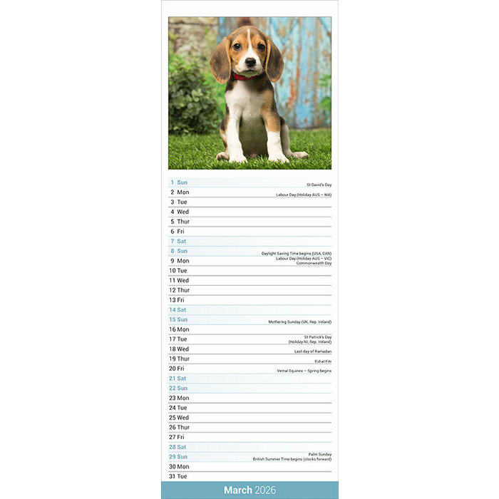 Calendrier papierEtroit 2026 Beagle