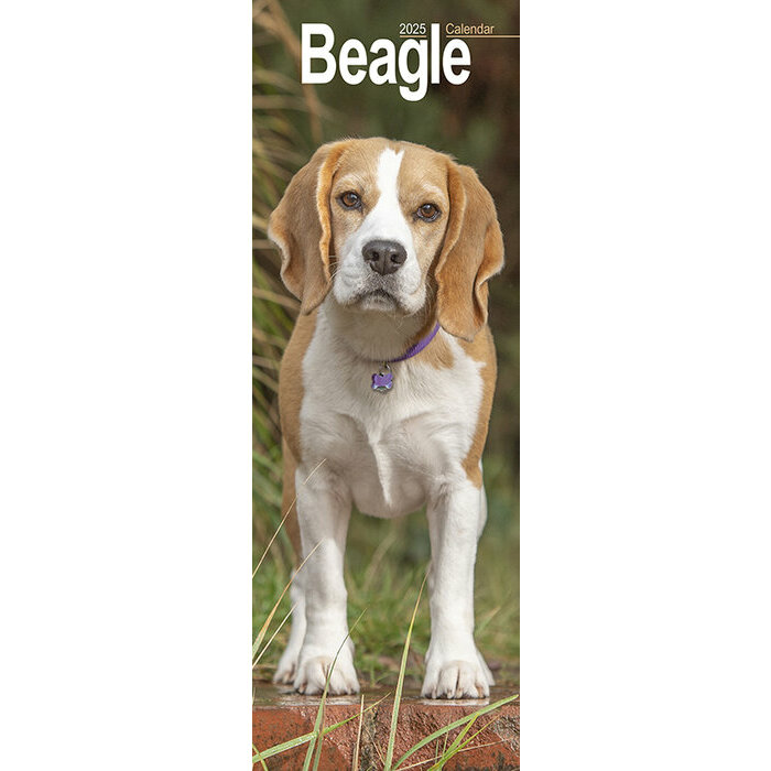 Calendrier Mural Etroit 2025 Beagle