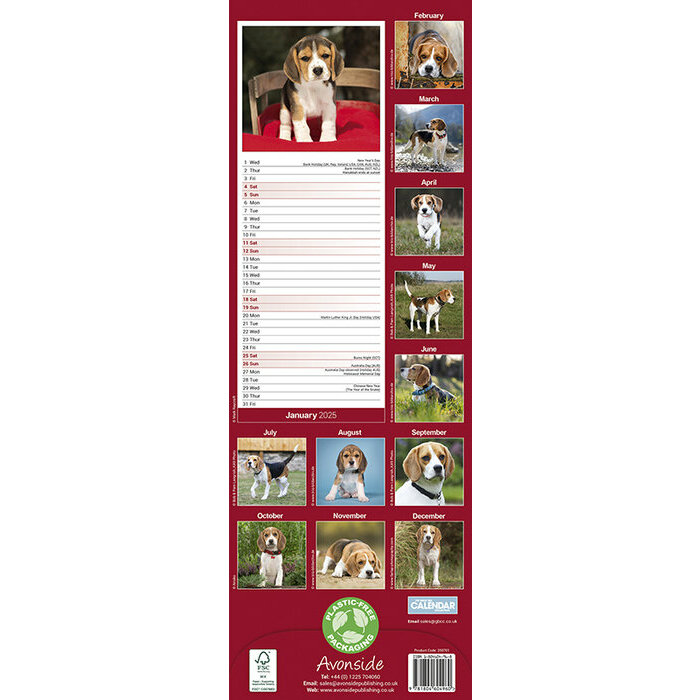 Calendrier 2025 Chien Beagle 