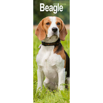 Calendrier Etroit Slim 2025 Beagle