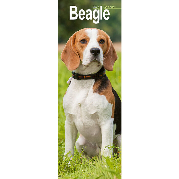 Calendrier Mural Etroit 2026 Beagle
