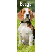 Calendrier Mural Etroit 2026 Beagle
