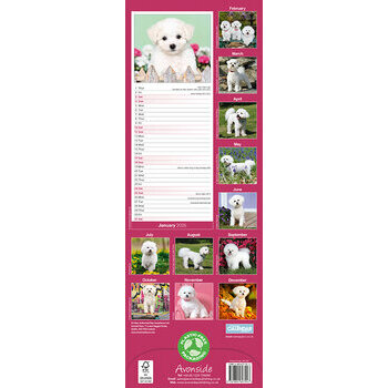 Calendrier Etroit Slim 2025 Bichon frisé