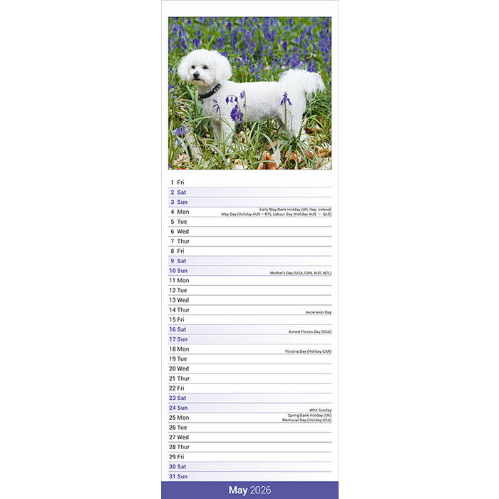 Calendrier papier Etroit Slim 2026 Bichon Fris