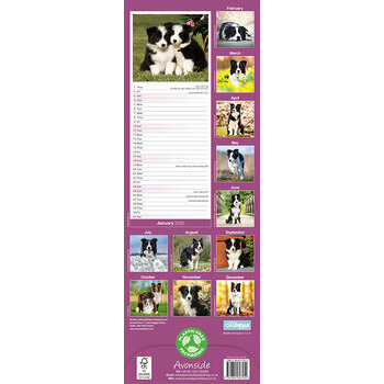 Calendrier Etroit Slim 2025 Border Collie