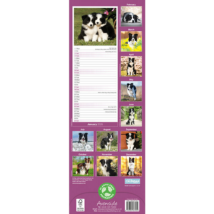 Calendrier 2026 Border Collie