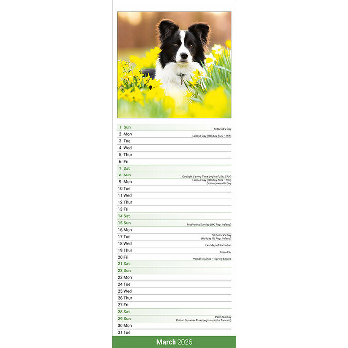 Calendrier papier 2026 Border Collie