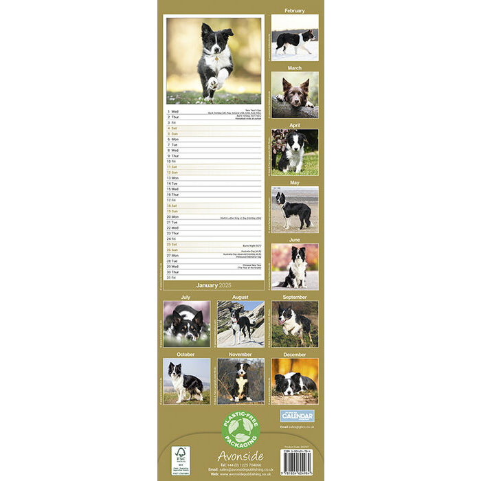 Calendrier Mural 2025 Border Collie