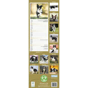 Calendrier Mural 2025 Border Collie