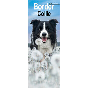 Calendrier Etroit Slim 2025 Border Collie