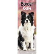 Calendrier Mural troit 2025 Border Collie