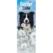 Calendrier Mural troit 2025 Border Collie