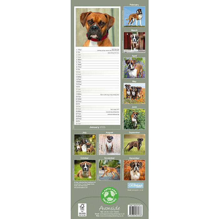 Calendrier mural Etroit 2026 Border Terrier