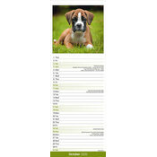Calendrier papier Etroit 2026 Border Terrier